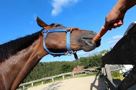 horse 7