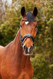 horse 8