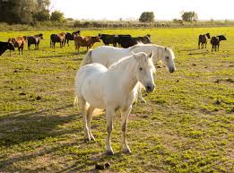 Cases of Nile virus discovered in south France. 1 horse 9 1