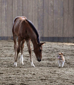 horsedog