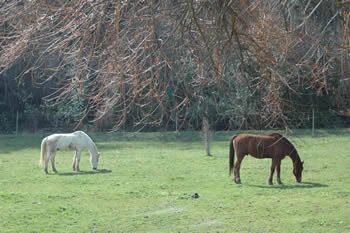 horsedream 1