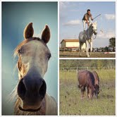 Claudia, Walter e Massimiliano, sono loro i campioni di Horse Emotion 1 horseemotion