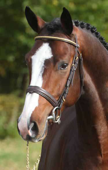 Horse Breeding: Zangersheide heads to Deauville, France. 1 image 43 1