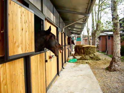 Scienze e Tecniche Equine: a Parma per una laurea su misura 1 Scienze e Tecniche Equine: a Parma un nuovo corso di laurea
