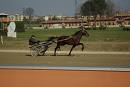 ippodromo Le mulina1 1