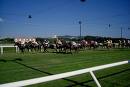 Al Caprilli Muhtarib cerca conferme 1 ippodromo livorno
