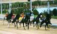ippodromo montegiorgio3 0 1