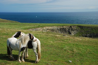 irlanda cavalli