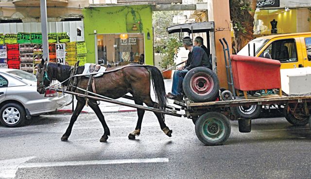 Israel bans horse-and donkey-drawn carts 1 israele