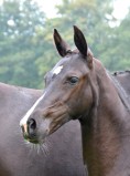 Deadline for the KWPN auction ends today. The son of Florencio highly sought after. 1 julucienne