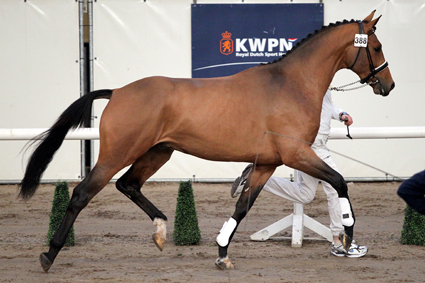 kwpn 20 1