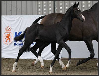 Great success in online foal auction 1 kwpn 23 2