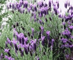 lavanda