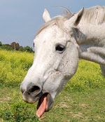 Dalla parte del cavallo: con la bella stagione la storia si ripete 1 lingua cavallo 1