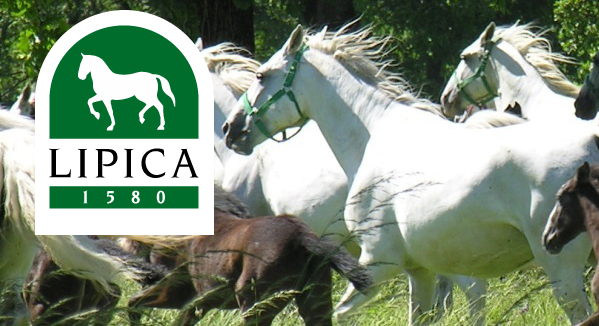 logo LIPICA CON CAVALLI