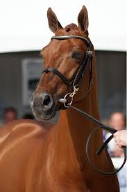 Mercato: il team Glock Horse Performance dà il suo benvenuto ufficiale al campionissimo London. 1 londonn
