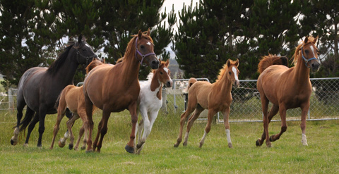 mares