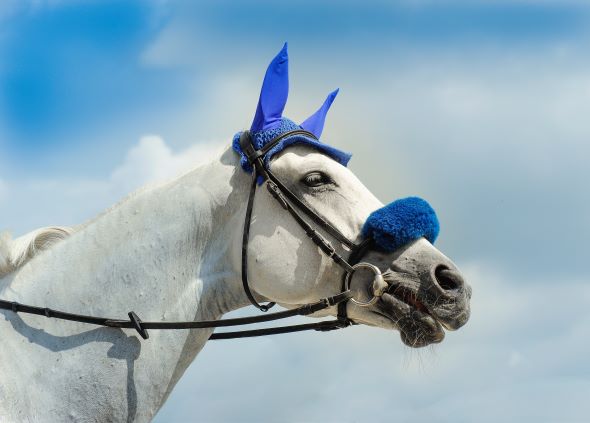 Salto Ostacoli Sentower Park - CSI2*/CSI1*/CSIYH1* 1 mari hongisto