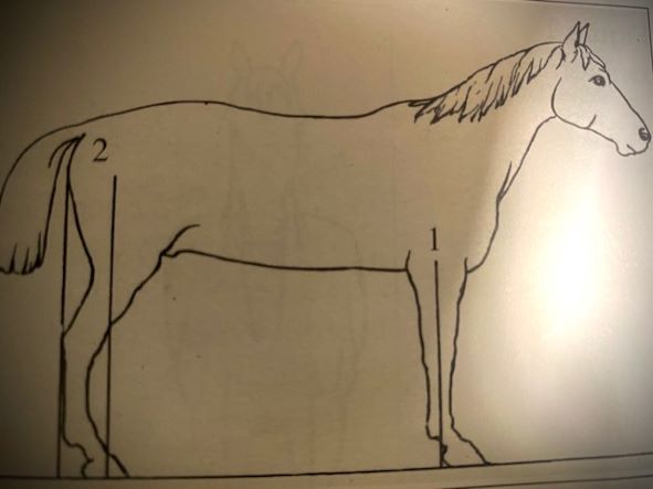 Veterinaria: dal libro del Dr Vittorio Meschia, appiombi e dispiombi del piede 1 meschia 2