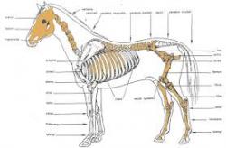 Look at lameness in horses 1 meschia 3