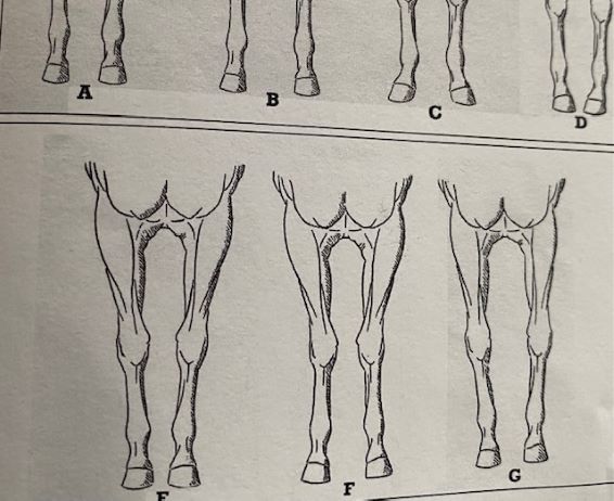 Veterinaria: dal libro del Dr Vittorio Meschia, appiombi e dispiombi del piede 1 meschia. 0