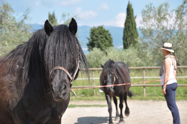 CAVALLI E PSICOLOGIA ANALOGICA La nuova sinergia Raidho 1 metodo rahod