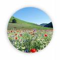 molise