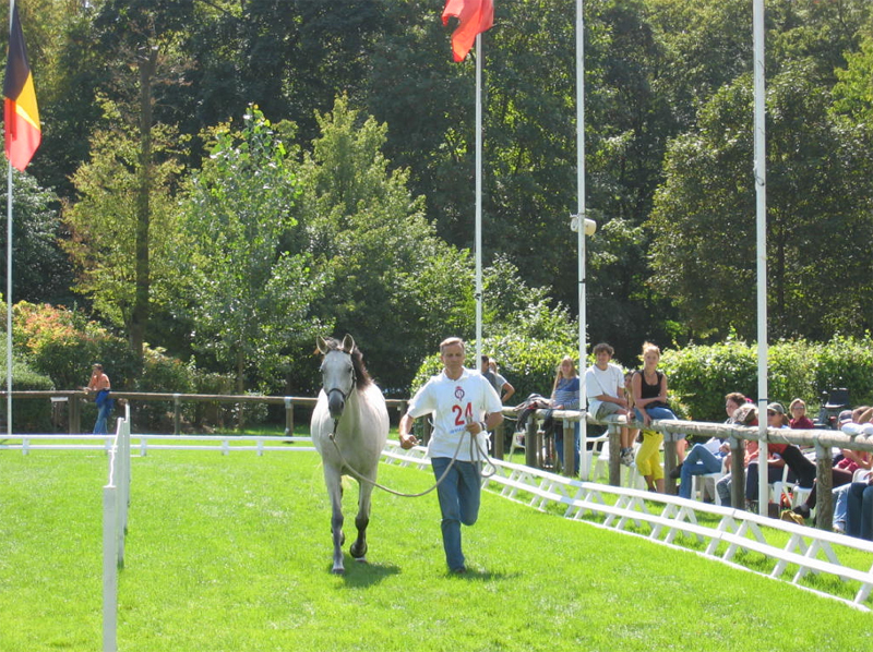 Endurance: il CEI*** di St. Paulien a Jassim Mohammed Al Maadhadi su Norway, 3° Pietro Moneta su Mardok 1 moneta