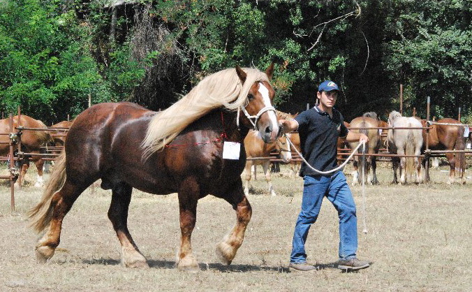 Agricultural Horse Show lights up Rieti 1 montegood2009 tpr Page 2 Image 0002 1