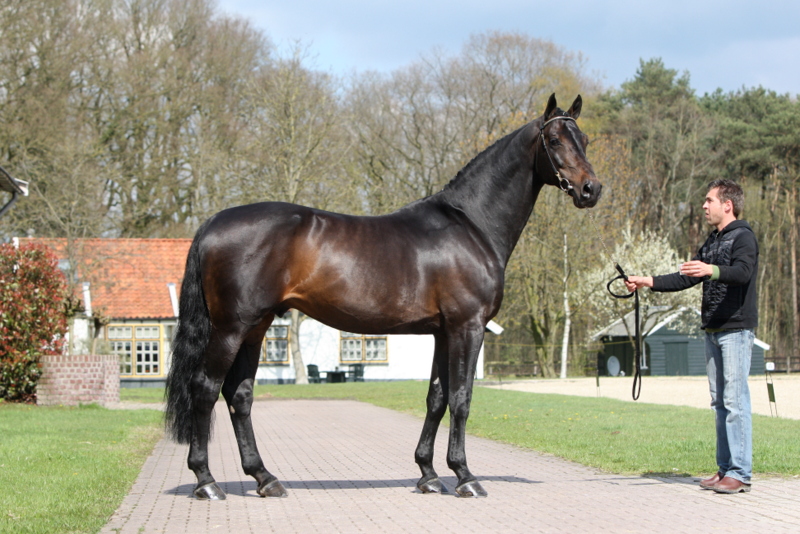 Il riproduttore top Montender in Francia da Haras Bois Margot. 1 montender