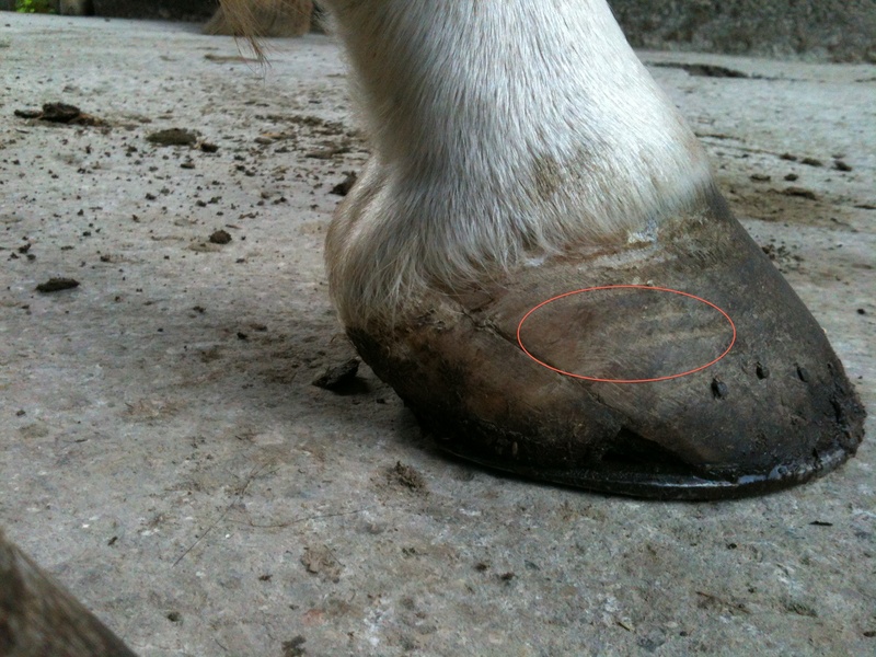 Horse Anatomy: the foot 1 muraglia 1
