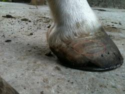 Veterinaria: La zoppia del cavallo 1 muraglia 0