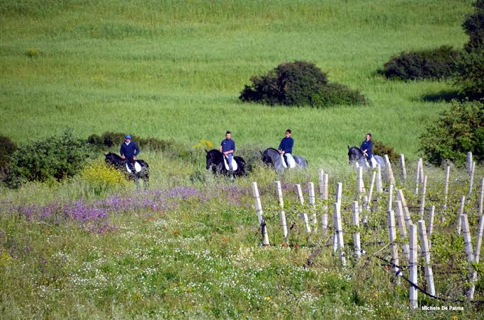 La Puglia celebra le Murge, i murgesi e gli asini di Martina Franca 1 murgesi