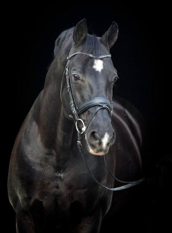 Per Charlotte Dujardin investimento su due puledri: uno è il fratellino di Valegro nato in un giorno molto speciale... 1 negro