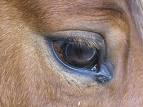 occhio cavallo 1