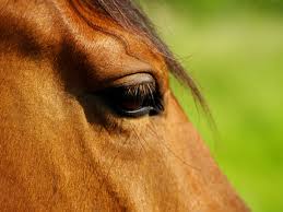 occhio cavallo 0
