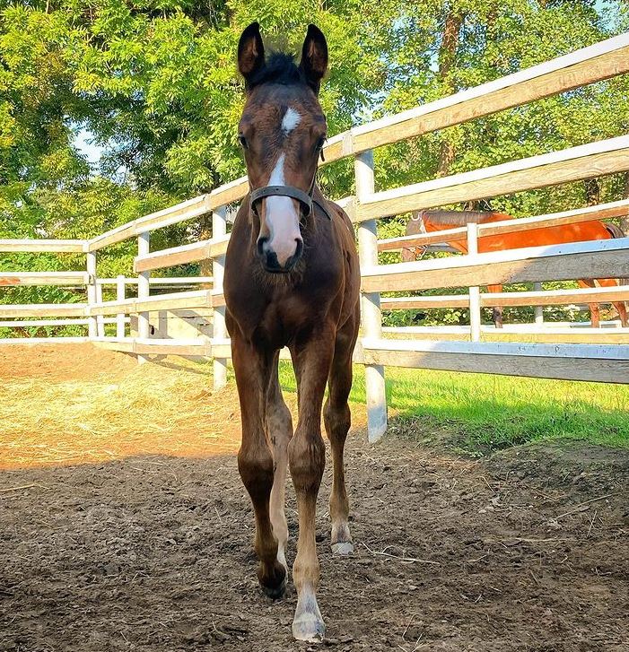 La grande sensibilità che rende il cavallo un compagno di vita unico e speciale 1 oddone 2 1
