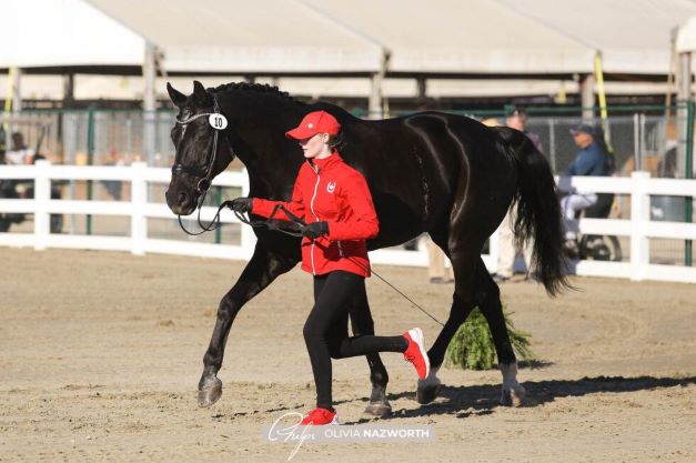 CDI3* : al Desert International Horse Park per Adequan Desert Dressage III 1 olivia nazworth