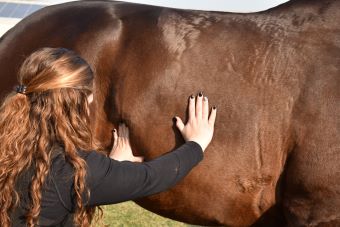Il diaframma nel cavallo: un muscolo importante, ma sottovalutato