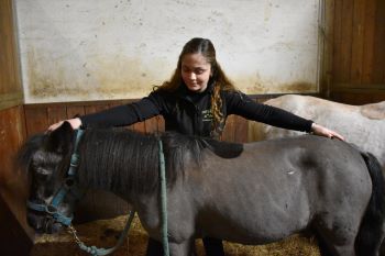 Osteopatia equina: trattamento cranio-sacrale per il cavallo, i vantaggi e i benefici 1 ostepatia equina
