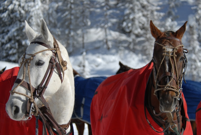 Italia Polo Challenge - Cortina 2020: domani sfilata e presentazione delle squadre 1 polo challenge