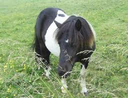 pony 4