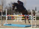 Piazza di Siena 2009: Le speranze dell'equitazione in campo. Inizia la Coppa dei Giovani. 1 pony a piazza di siena