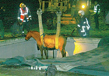 pony rescued from pool 1