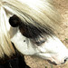 pony sardo 1