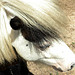 Sardinian Ponies in Action in Corvia and Chiramonti 1 pony sardo 1