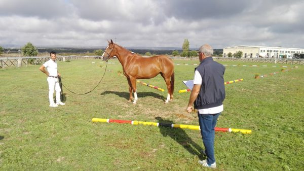 presentazione di un puledro1
