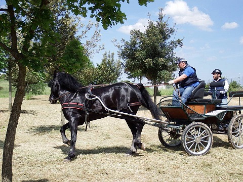 puglia a cavallo 2017 1
