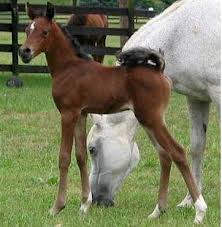 Veterinary: a new formula to measure the weight of foals found in Chile. 1 puledro 0 0 1