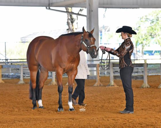 Il circuito del Quarter Horse della Florida Gold Coast è già da record 1 quarte bhorse